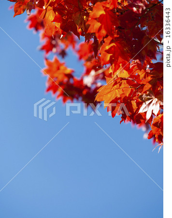 紅葉（空バック） 16336443
