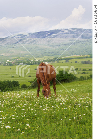 Beautiful brown horse in the mountains Beautiful brown horse in the mountains 16336604