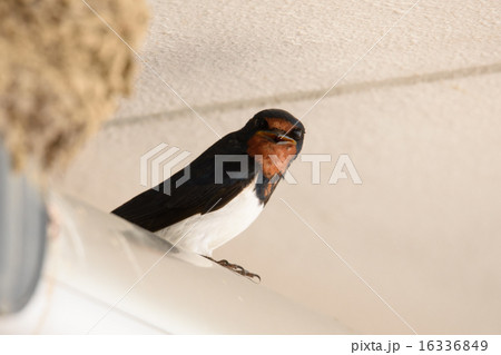 つばめ７ 16336849