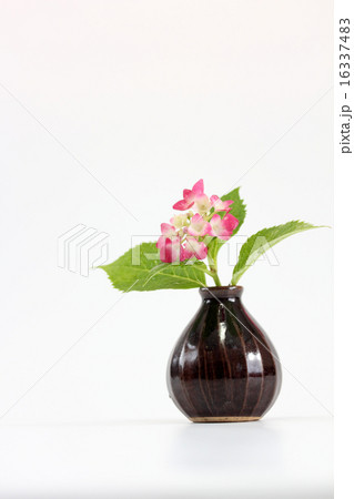 水しぶきがかかったピンクの小さいアジサイを花瓶に挿すの写真素材