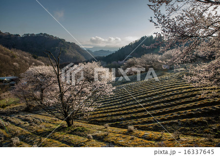 陸郷の桜 16337645
