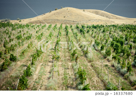 vineyards in Crimea 16337680