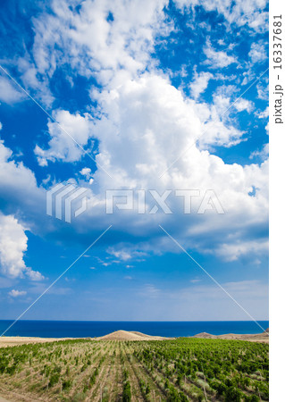 vineyards in Crimea 16337681