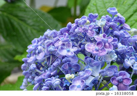 雨上がりのアジサイ 雨上がりのアジサイ 16338058