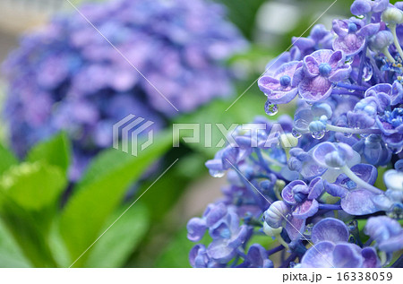 雨上がりのアジサイ 雨上がりのアジサイ 16338059