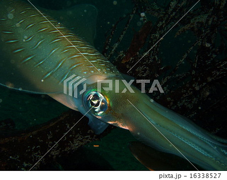 アオリイカ 16338527