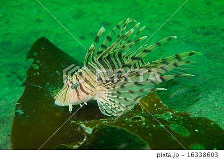 ミノカサゴ 16338603