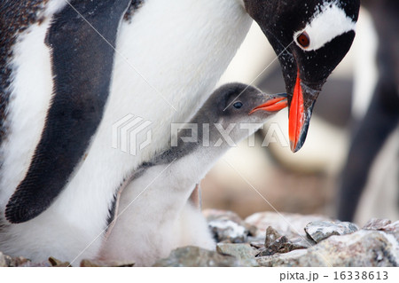 penguins nest penguins nest 16338613