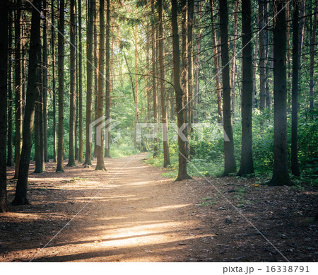 Sunlight In Green Coniferous Forest Sunlight In Green Coniferous Forest 16338791