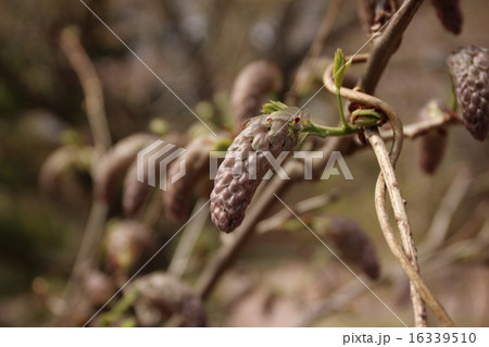 5月の筑波実験植物園のフジ 5月の筑波実験植物園のフジ 16339510