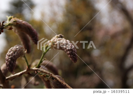 5月の筑波実験植物園のフジ 16339511