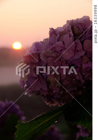 昇る陽と輝く紫陽花 昇る陽と輝く紫陽花 16339998