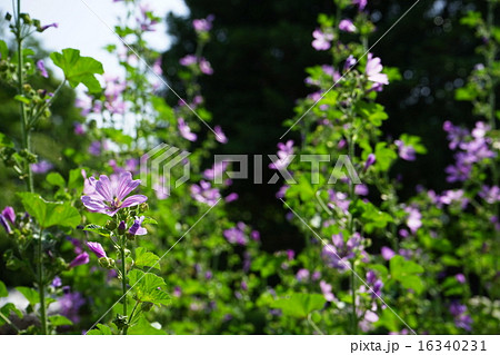 6月花　コモンマロウ・アオイ科23 16340231