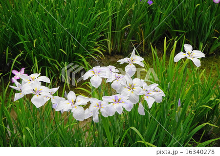 6月花　ハナショウブ・アヤメ科339花菖蒲園 16340278