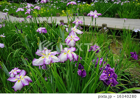 6月花 ハナショウブ・アヤメ科341花菖蒲園 6月花 ハナショウブ・アヤメ科341花菖蒲園 16340280
