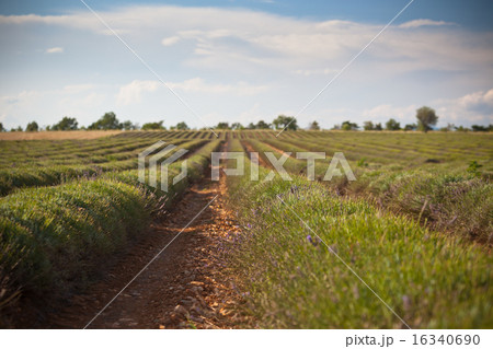 Harvested lavender field Harvested lavender field 16340690