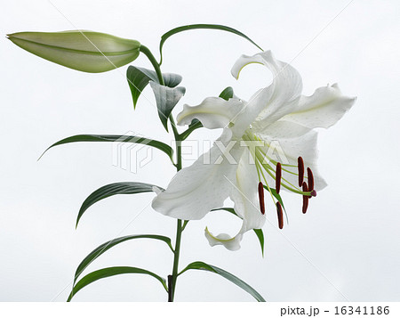 美しいオリエンタル・リリー 16341186