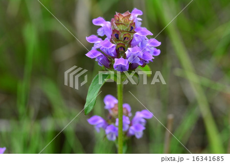 カゴソウ カゴソウ 16341685