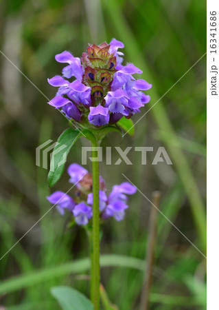 カゴソウ 16341686