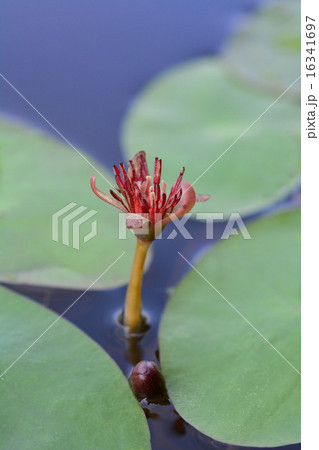 ジュンサイの花 16341697