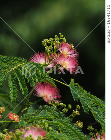 ネムノキの花 ネムノキの花 16341711