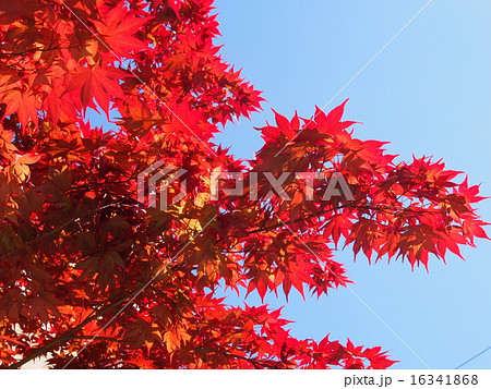 もみじ 16341868