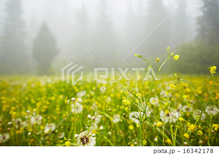 Mountain meadow Mountain meadow 16342178