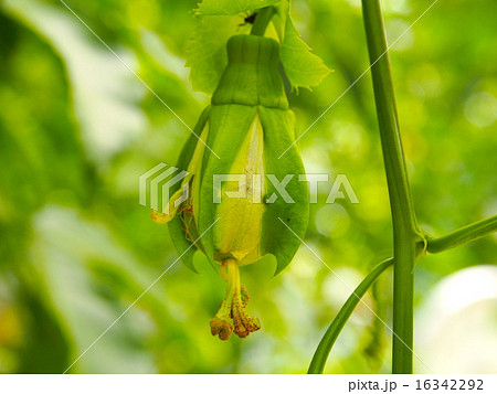 パッションフルーツ 16342292