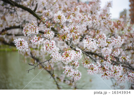 Cherry blossoms in a tree in spring Cherry blossoms in a tree in spring 16343934