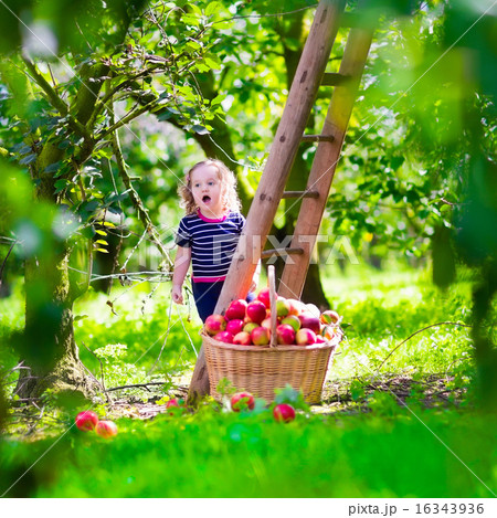 Little girl picking apples on a farm Little girl picking apples on a farm 16343936