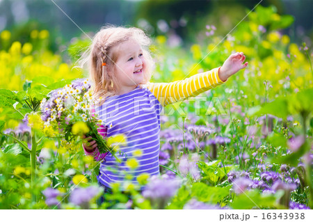 Little girl picking wild flowers in a field Little girl picking wild flowers in a field 16343938