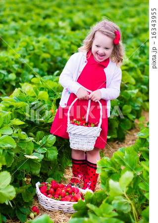 Little girl picking strawberry on a farm field Little girl picking strawberry on a farm field 16343955