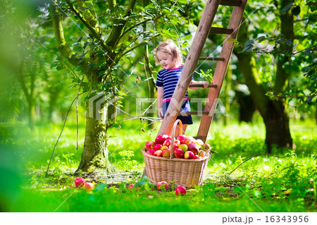 Little girl picking apples on a farm Little girl picking apples on a farm 16343956