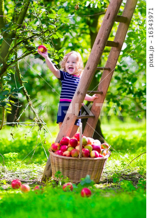 Little girl picking apples on a farm Little girl picking apples on a farm 16343971
