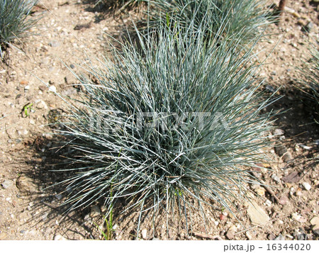 Blue-gray fescue, Festuca cinerea Blue-gray fescue, Festuca cinerea 16344020