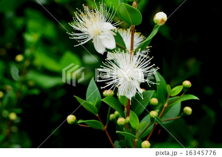ハーブの花 16345776