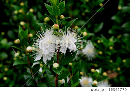 ハーブの花 ハーブの花 16345779