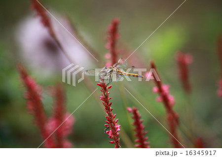高原の赤とんぼ 16345917