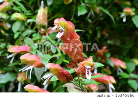 コエビソウ 16345966