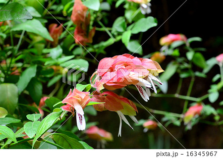 コエビソウ コエビソウ 16345967