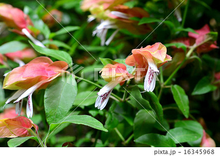 コエビソウ コエビソウ 16345968