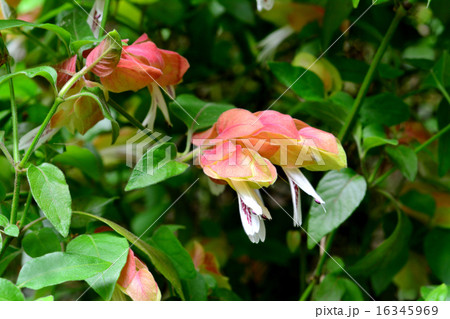 コエビソウ 16345969