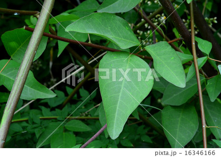 サンゴシドウ 16346166