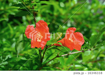 ザクロの花 ザクロの花 16346338