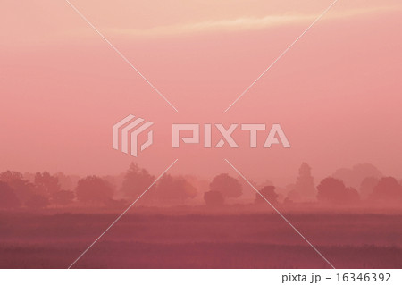 朝霧の渡良瀬遊水地 16346392