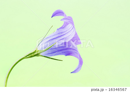 Bell flower Bell flower 16346567