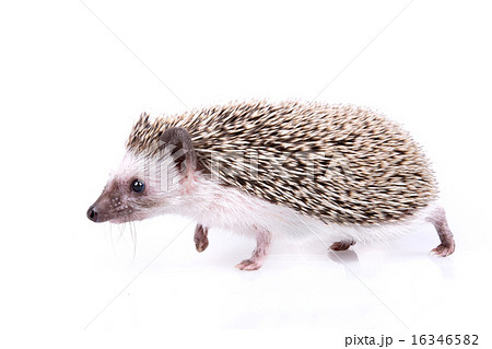 Hedgehog 16346582