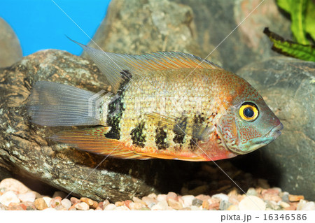 Cichlid fish Cichlid fish 16346586