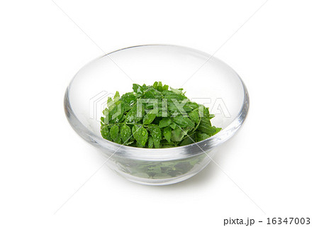 木の芽 木の芽 16347003