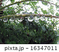雫をつけた植物 16347011